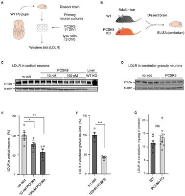 PCSK9 deficiency alters brain lipid composition without affecting brain development and function